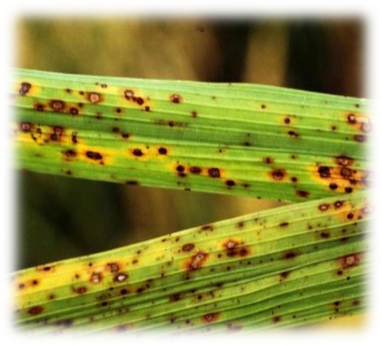 Brown Leaf Spots